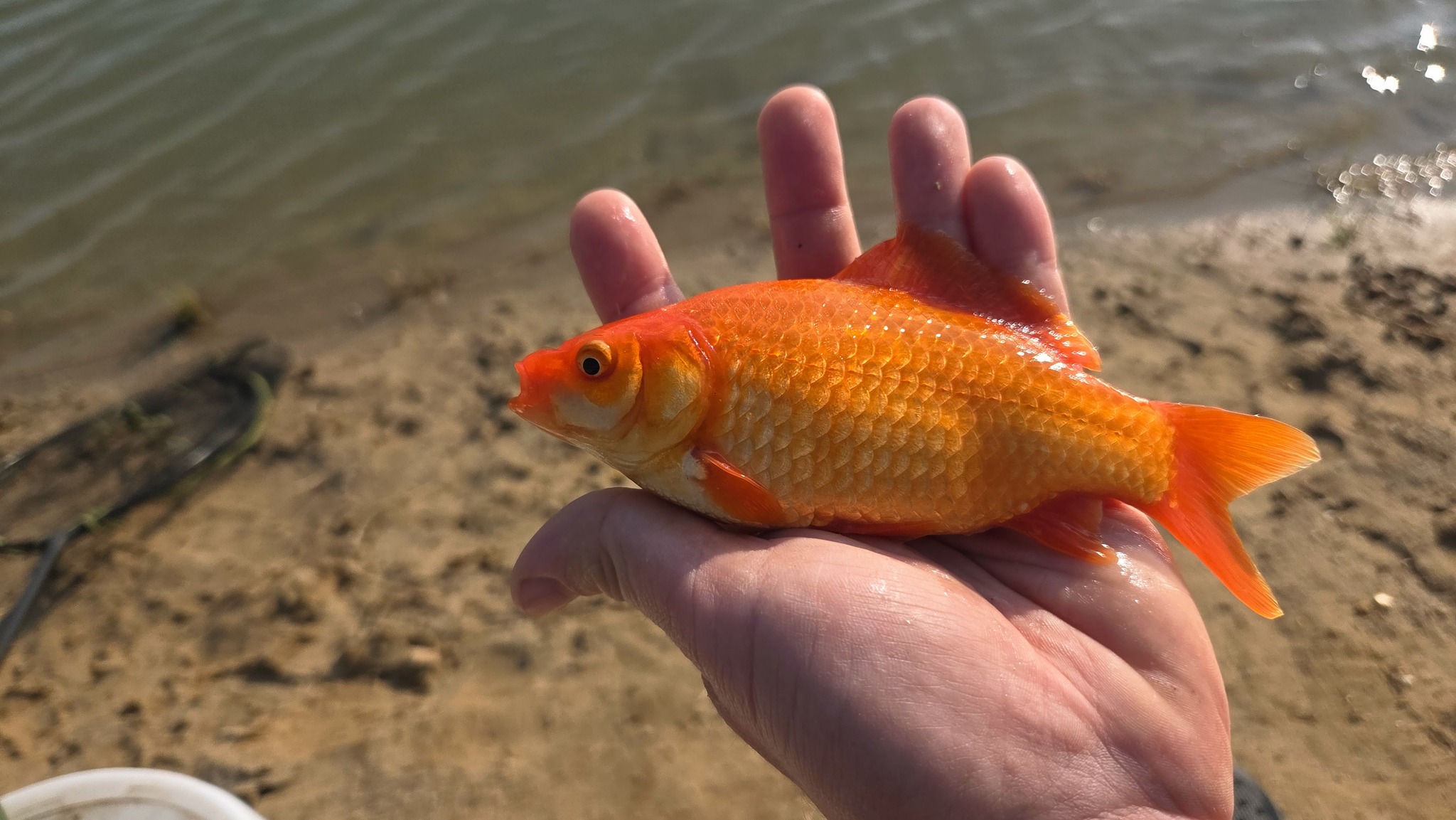 Ranczo nad Stawem – staw rybny Trzęsacz- karaś koi