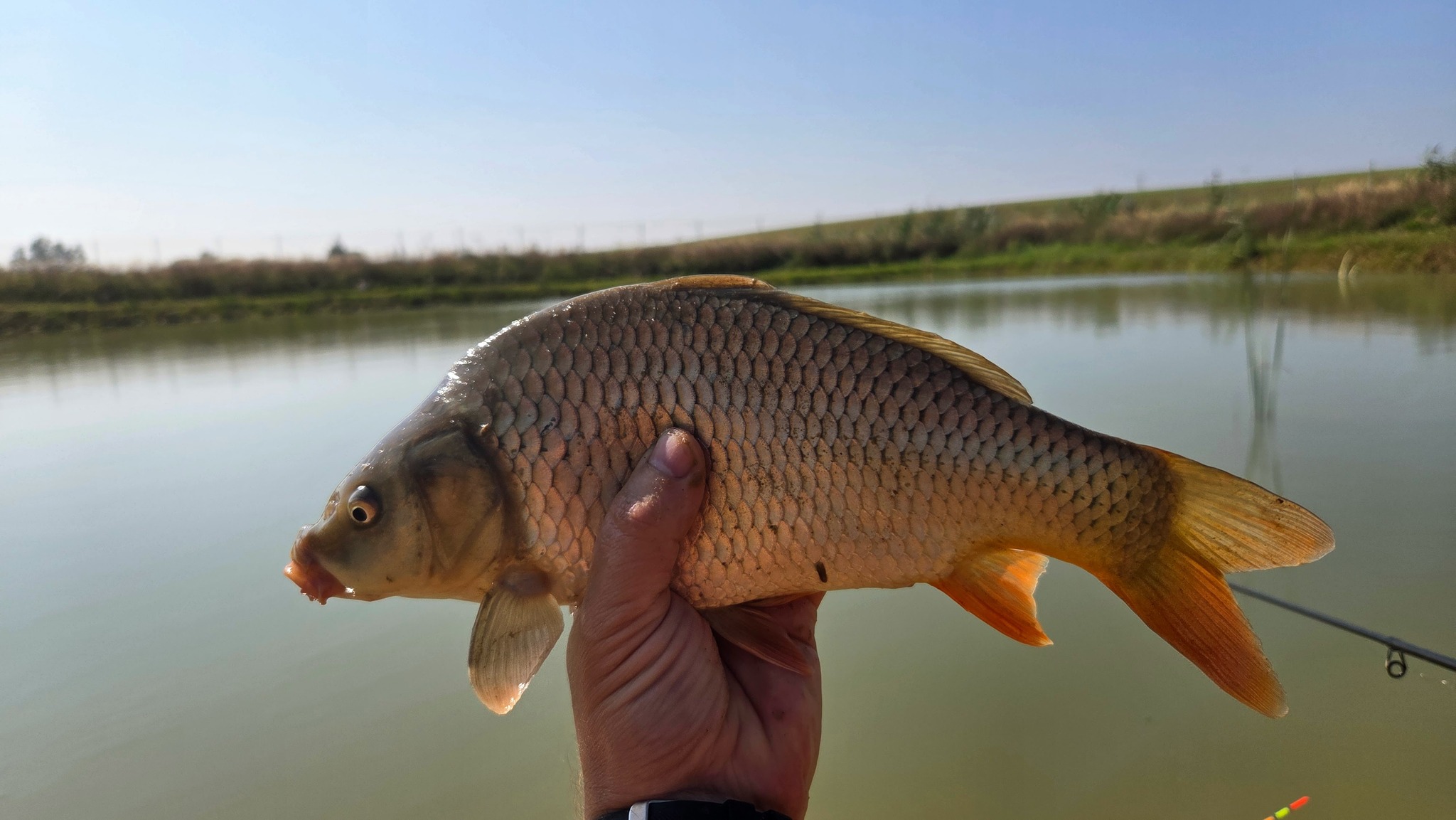 Ranczo nad Stawem – staw rybny Trzęsacz - młody karp